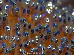 Baby Nemo eyes by Uwe Schmolke 